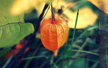 Plant, Macro, Chinese, Fisalis, Physalis HD wallpaper