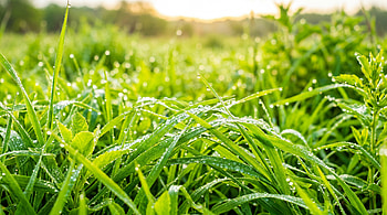 Morning Dew — Meadow, Grass, Nature HD wallpaper