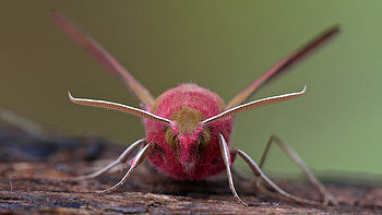 Mesmerizing moth portraits, Lepidoptera marvels, Macro graphy, and mobile HD wallpaper
