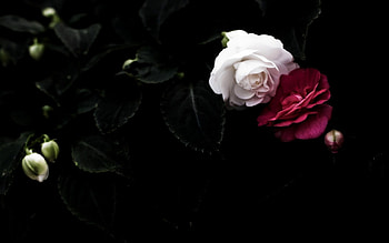 ~Flowers~, white, black, roses, red, flower buds, nature, flowers HD wallpaper