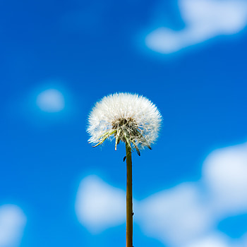 Flower, Sky, Clouds, Macro, Dandelion, Fluff, Fuzz HD phone wallpaper