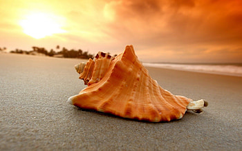 Nature's treasures, Majestic seashells, Coastal beauty, Ocean wonders HD wallpaper