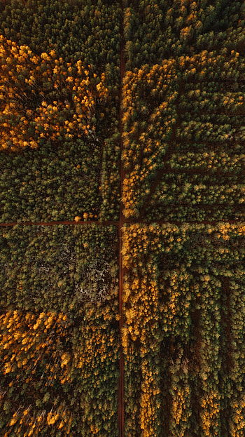 Nature, Trees, Autumn, View From Above, Road, Forest HD phone wallpaper