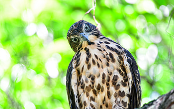 Hawk, animal, nature, bird HD wallpaper
