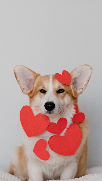 Hearts, Corgis HD phone wallpaper