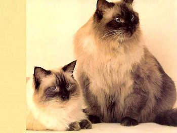 Sweet mother and son, animal, kitten, soin, mom, mother, cat HD wallpaper