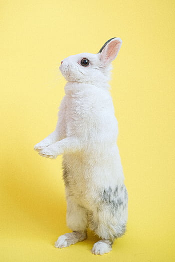 Adorable white rabbit standing upright against a vibrant yellow background, perfect for Easter themes. HD phone wallpaper