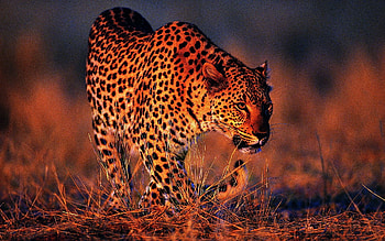 Animals, Leopard, Big Cat, Orange Background HD wallpaper