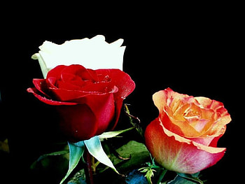 rose, pink, nature, red HD wallpaper