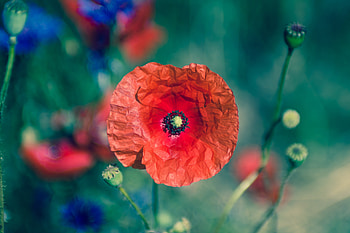 Poppy, flower, blur, portrait HD wallpaper