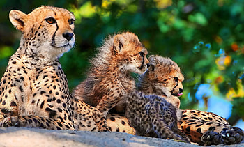 Powerful and swift, Cheetah in the wild, Majestic creature, Striking HD wallpaper