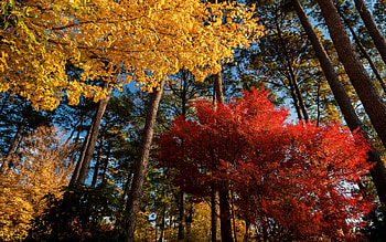 Forest, Maple Tree HD wallpaper