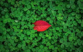Leaves, Plant, Macro, Clover HD wallpaper