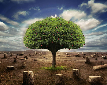 all alone, fruit on tree, dove, one tree HD wallpaper