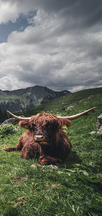 Graceful cows, Domestic animals, Animal farming, Countryside scenes HD phone wallpaper