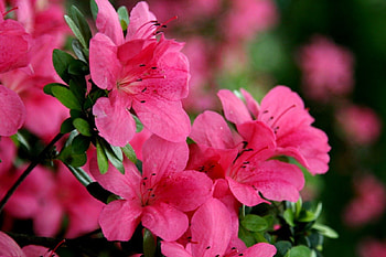 ~ ✿ ~, color, expression, , new HD wallpaper