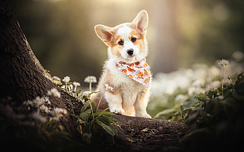 Pembroke Welsh Corgi, dog, animal, tree HD wallpaper