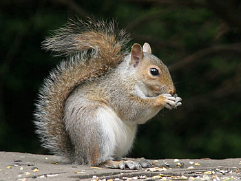 Animals, Squirrel, Sit, Fluffy, Tail, Nut, Eat HD wallpaper