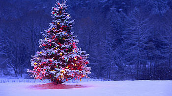 Cool Christmas | ... christmas tree best backgrounds HD wallpaper