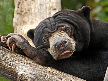 I am bored !, animal, black, i am bored, bear HD wallpaper