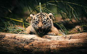 Tiger Cub, Animals HD wallpaper
