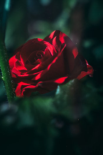 Flowers, Rose Flower, Rose, Bud, Blur, Smooth, Bloom, Flowering, Garden HD phone wallpaper
