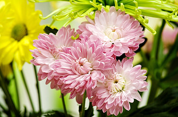 Flowers, Petals, Close-Up, Bouquet, Asters HD wallpaper