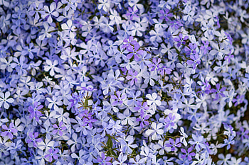 nature, phlox HD wallpaper
