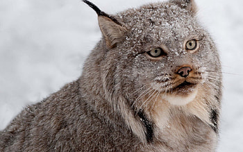 Animals, Snow, Iris, Predator, Sight, Opinion HD wallpaper