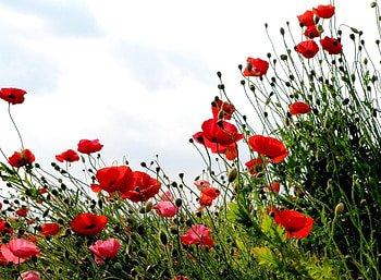 Flowers, Grass, Sky, Poppies, Summer, Greens, Field HD wallpaper