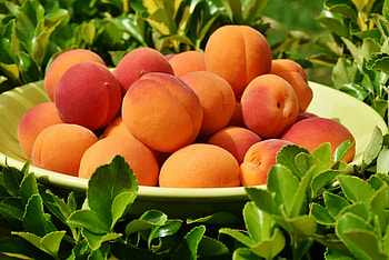 Animals, Fruits, Grass, Ripe, Apricots HD wallpaper