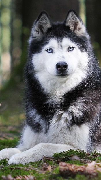 Siberian husky , Alaskan Malamute, for dogs, Dog breed HD phone wallpaper