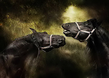 The challenge, horses, black, fighting, green background, stallions HD wallpaper