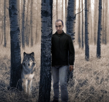 Wolfpac, trees, h, the game, wolf HD wallpaper