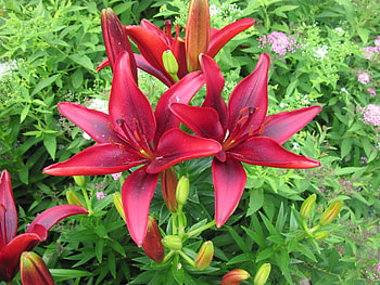 The pyramids display gardens 99, graphy, green, Flowers, garden, lily, wine color HD wallpaper