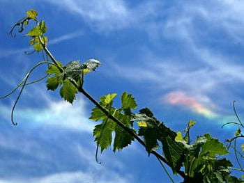 Reaching out, branch, reach HD wallpaper