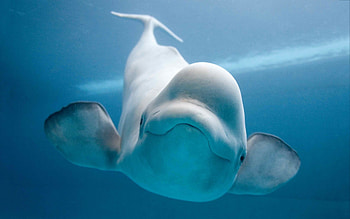 Beluga Whale, , Oceanic beauty, Marine mammal HD wallpaper