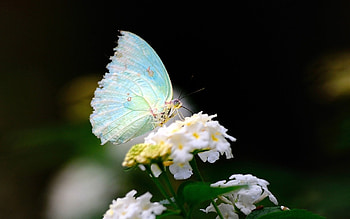 Flower, Macro, Butterfly, Wings HD wallpaper
