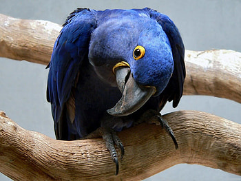 Animals, Parrots, Beak, Curious HD wallpaper