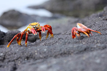 Galapagos Safari, Recommendations by guides HD wallpaper