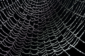 Red Spider Web Background In a spider web-8145 HD wallpaper