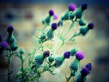 Flowers, Blur, Smooth, Greens, Thorns, Prickles HD wallpaper