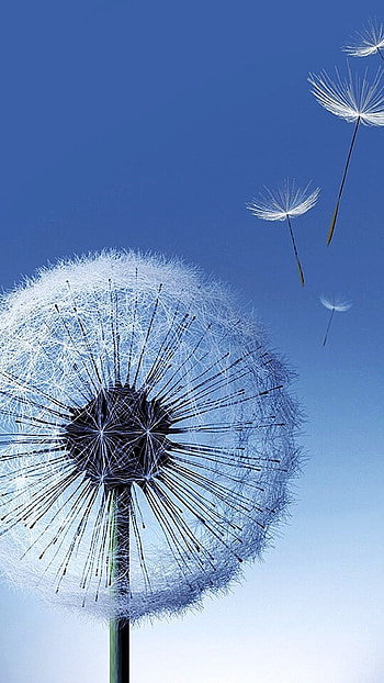 Blowing dandelion seeds, Nature's wishes, Whirling dreams, Serene fragility HD phone wallpaper
