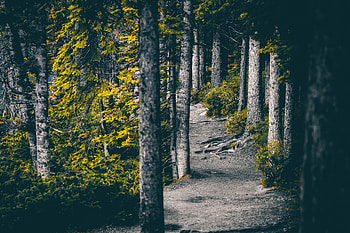 Nature, Trees, Forest, Path HD wallpaper