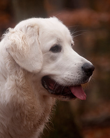Akbash Dog, LGD breeds HD phone wallpaper