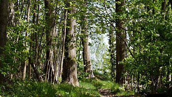 Trees Bark Green Leaves Branches Grass Bushes Forest Background Nature HD wallpaper