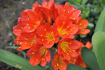 Flowers, Flower, Close-Up, Clivia, Stamens HD wallpaper