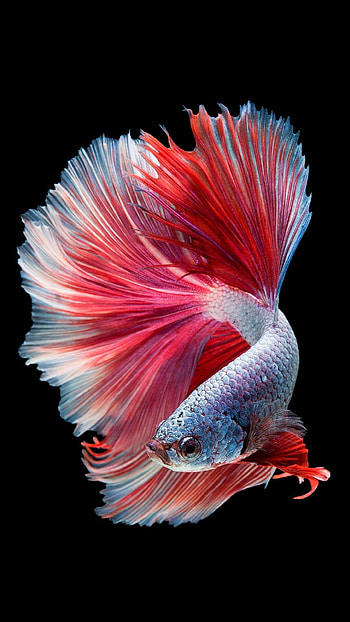 Fish , Underwater gallery, Aquatic charm, Nature's aquarium HD phone wallpaper
