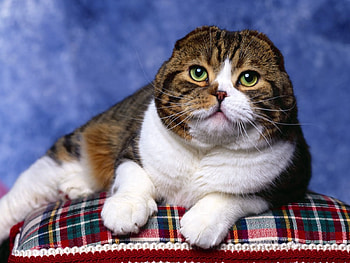 Animals, Cat, To Lie Down, Lie, Muzzle, Thoroughbred HD wallpaper