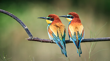 European Bee Eater, birds HD wallpaper